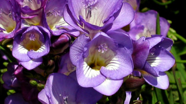 フリージア（紫）